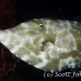 filefish_scrawled_hd_lan_h_0275_tha5852.jpg